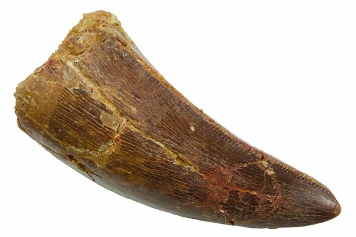 Serrated, Carcharodontosaurus Tooth - Real Dinosaur Tooth #351629